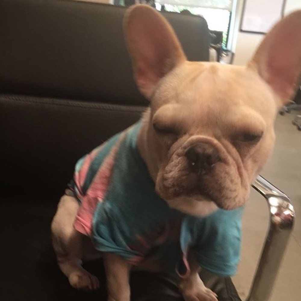 Meet your Posher, Bea